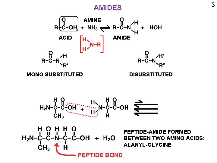 3 AMIDES AMINE ACID AMIDE MONO SUBSTITUTED DISUBSTITUTED PEPTIDE-AMIDE FORMED BETWEEN TWO AMINO ACIDS: