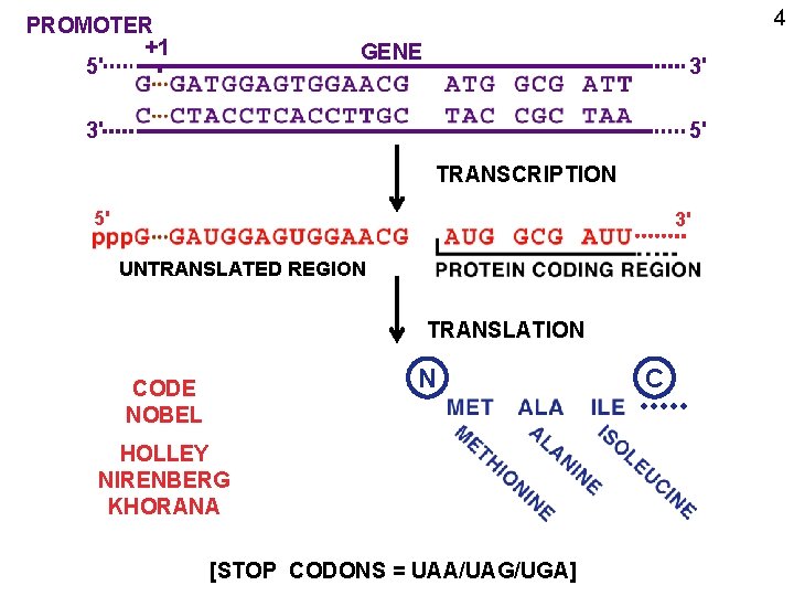 4 PROMOTER +1 5' GENE 3' 3' 5' TRANSCRIPTION 5' 3' UNTRANSLATED REGION TRANSLATION