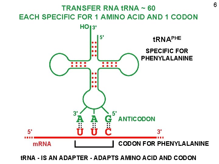 TRANSFER RNA t. RNA ~ 60 EACH SPECIFIC FOR 1 AMINO ACID AND 1