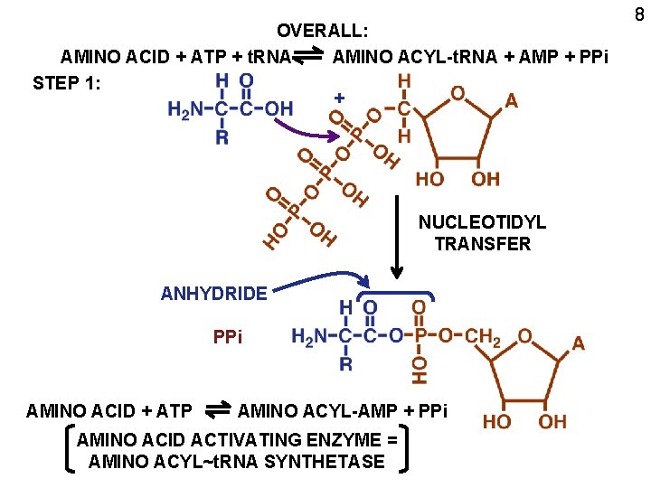 OVERALL: AMINO ACID + ATP + t. RNA AMINO ACYL-t. RNA + AMP +