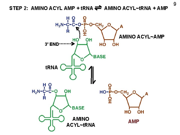 STEP 2: AMINO ACYL AMP + t. RNA AMINO ACYL~t. RNA + AMP AMINO