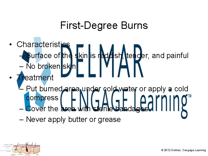 First-Degree Burns • Characteristics – Surface of the skin is reddish, tender, and painful