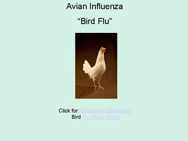 Avian Influenza “Bird Flu” Click for: Discussion Questions Bird Flu Study Sheet 