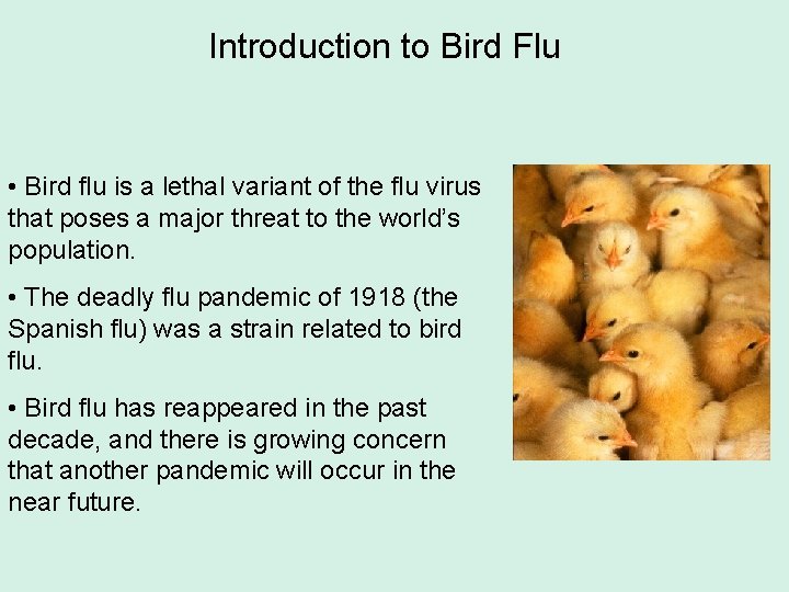 Introduction to Bird Flu • Bird flu is a lethal variant of the flu