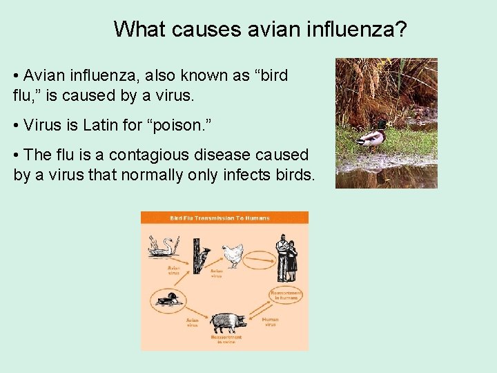 What causes avian influenza? • Avian influenza, also known as “bird flu, ” is