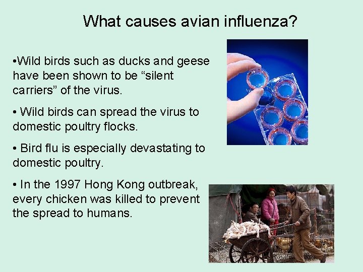 What causes avian influenza? • Wild birds such as ducks and geese have been