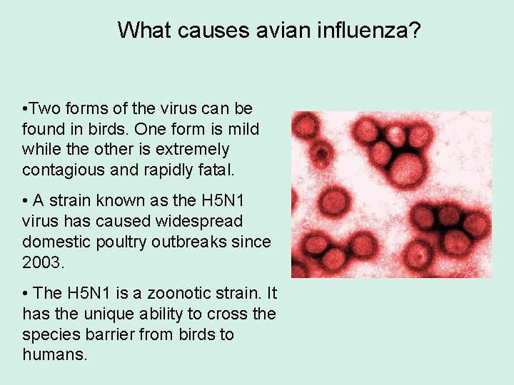 What causes avian influenza? • Two forms of the virus can be found in