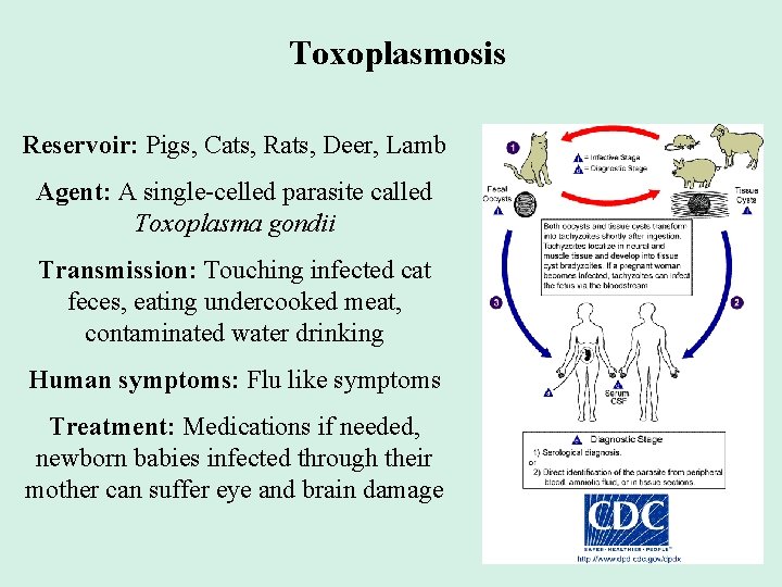 Toxoplasmosis Reservoir: Pigs, Cats, Rats, Deer, Lamb Agent: A single-celled parasite called Toxoplasma gondii