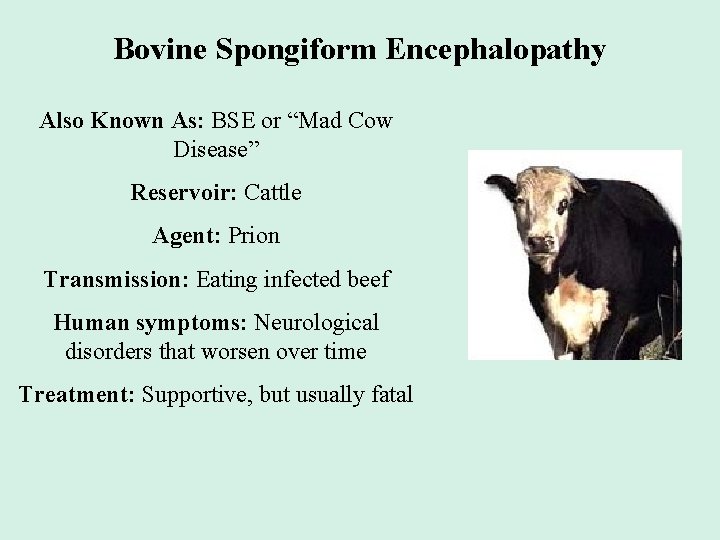 Bovine Spongiform Encephalopathy Also Known As: BSE or “Mad Cow Disease” Reservoir: Cattle Agent: