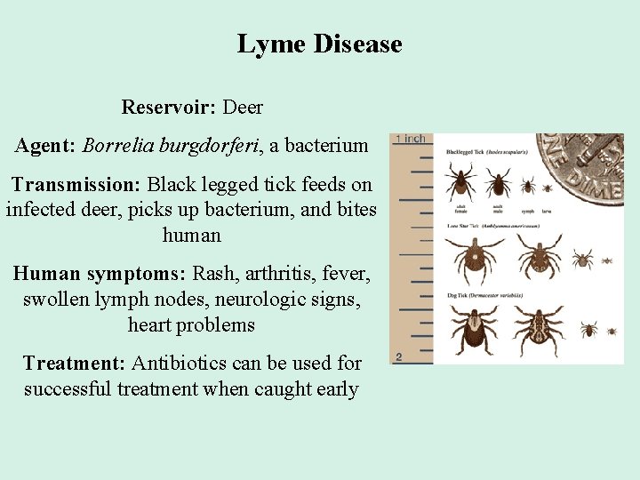 Lyme Disease Reservoir: Deer Agent: Borrelia burgdorferi, a bacterium Transmission: Black legged tick feeds