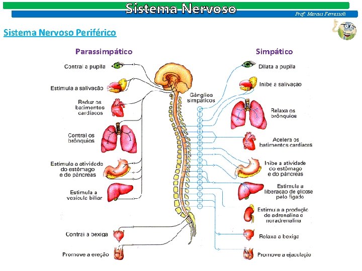 Sistema Nervoso Prof: Marcus Ferrassoli Sistema Nervoso Periférico Parassimpático Simpático 