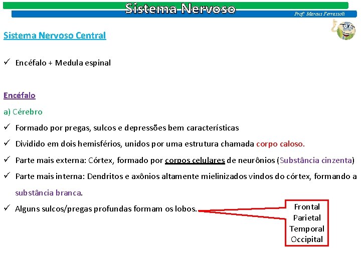 Sistema Nervoso Prof: Marcus Ferrassoli Sistema Nervoso Central ü Encéfalo + Medula espinal Encéfalo