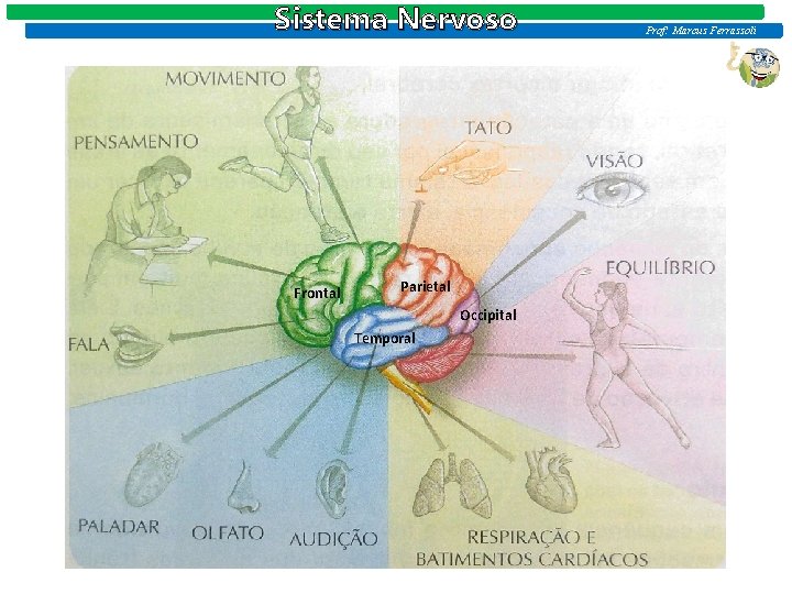 Sistema Nervoso Frontal Parietal Occipital Temporal Prof: Marcus Ferrassoli 