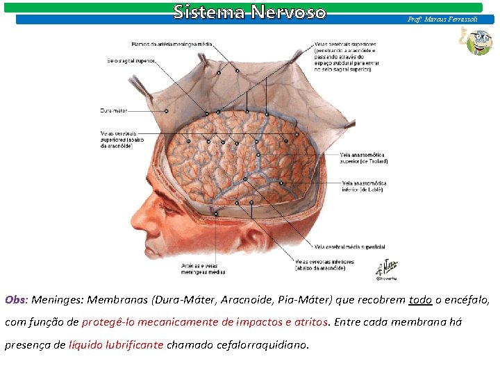 Sistema Nervoso Prof: Marcus Ferrassoli Obs: Meninges: Membranas (Dura-Máter, Aracnoide, Pia-Máter) que recobrem todo