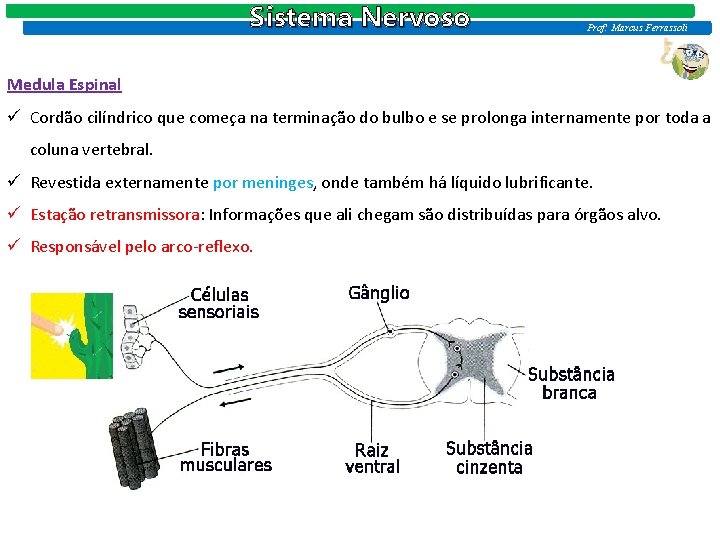 Sistema Nervoso Prof: Marcus Ferrassoli Medula Espinal ü Cordão cilíndrico que começa na terminação