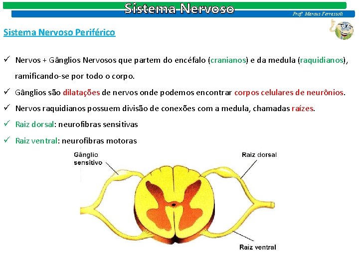 Sistema Nervoso Prof: Marcus Ferrassoli Sistema Nervoso Periférico ü Nervos + Gânglios Nervosos que