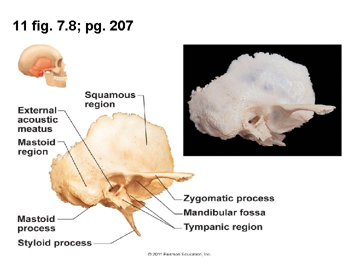 11 fig. 7. 8; pg. 207 