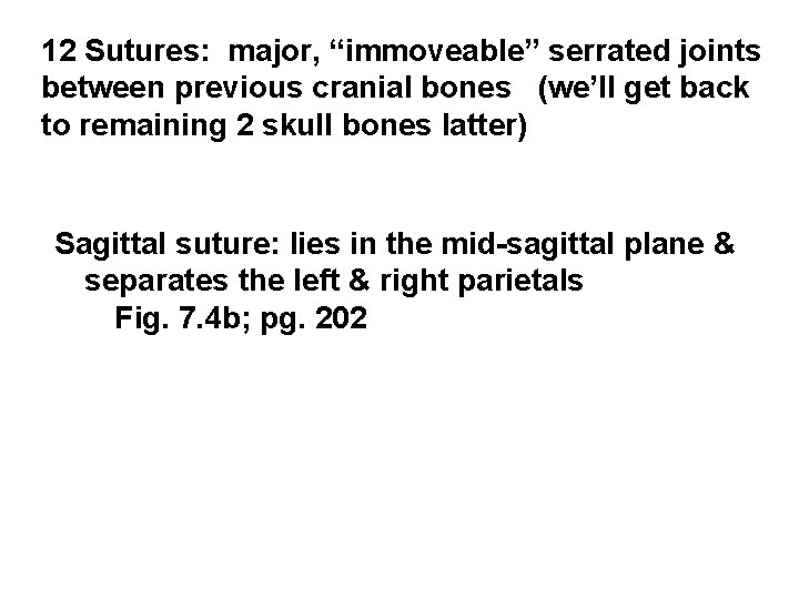 12 Sutures: major, “immoveable” serrated joints between previous cranial bones (we’ll get back to