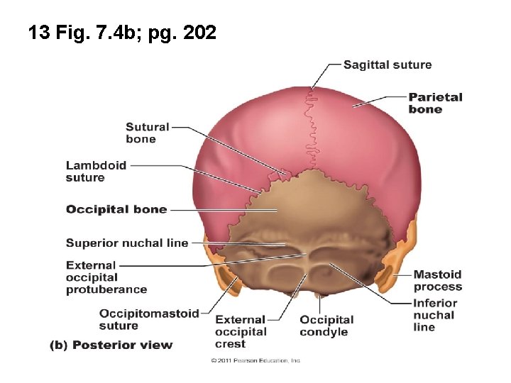 13 Fig. 7. 4 b; pg. 202 