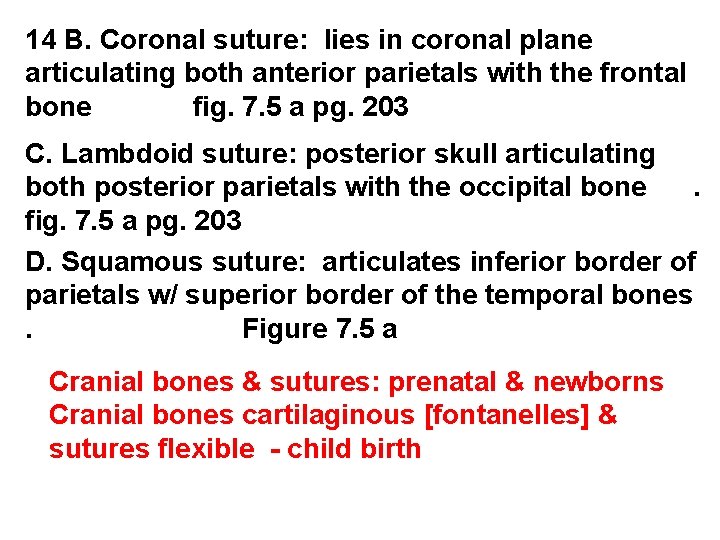 14 B. Coronal suture: lies in coronal plane articulating both anterior parietals with the