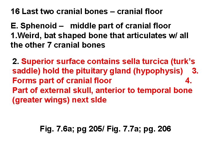 16 Last two cranial bones – cranial floor E. Sphenoid – middle part of