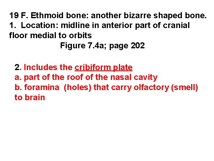 19 F. Ethmoid bone: another bizarre shaped bone. 1. Location: midline in anterior part