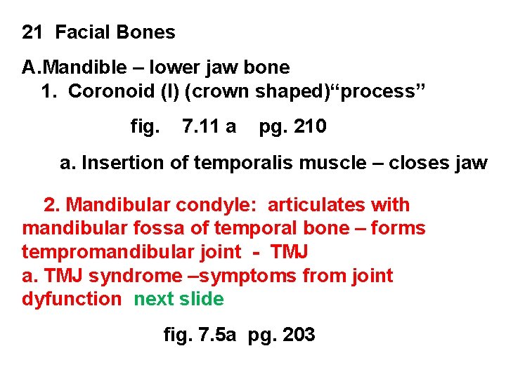 21 Facial Bones A. Mandible – lower jaw bone 1. Coronoid (l) (crown shaped)“process”