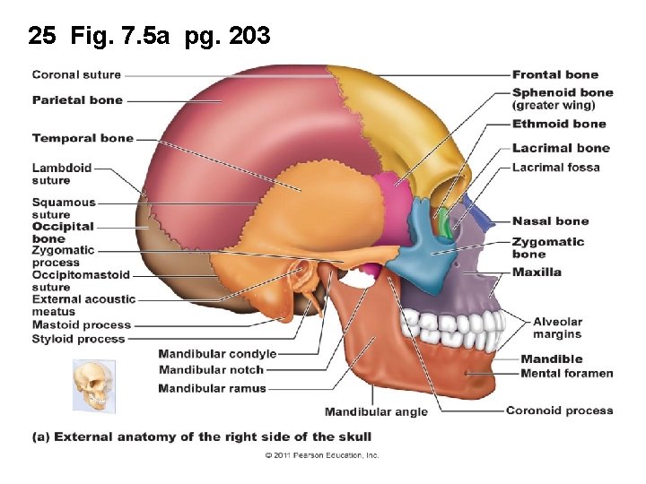 25 Fig. 7. 5 a pg. 203 