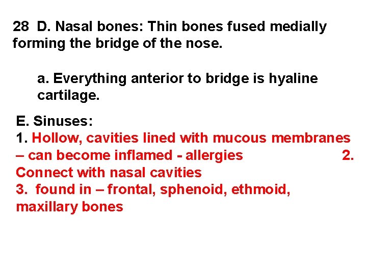 28 D. Nasal bones: Thin bones fused medially forming the bridge of the nose.