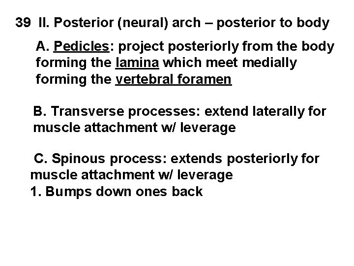 39 II. Posterior (neural) arch – posterior to body A. Pedicles: project posteriorly from