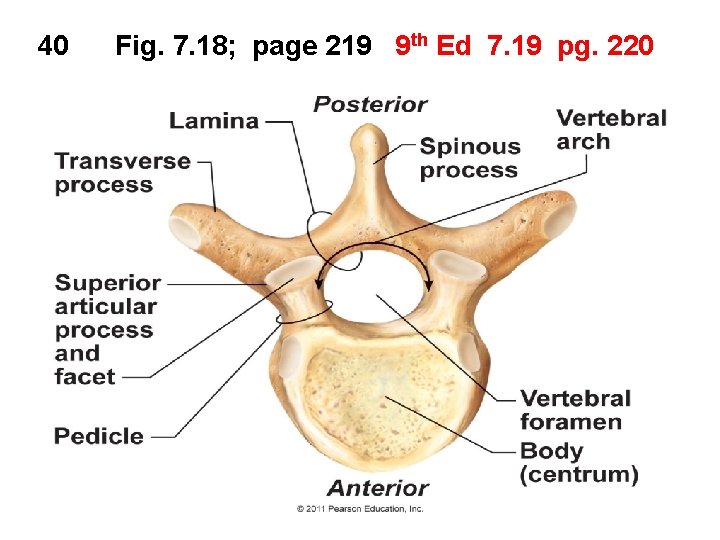 40 Fig. 7. 18; page 219 9 th Ed 7. 19 pg. 220 