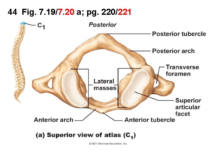 44 Fig. 7. 19/7. 20 a; pg. 220/221 