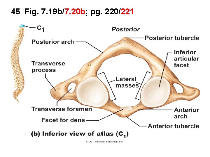 45 Fig. 7. 19 b/7. 20 b; pg. 220/221 