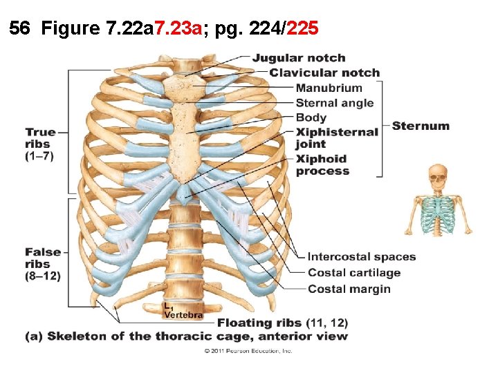 56 Figure 7. 22 a 7. 23 a; pg. 224/225 