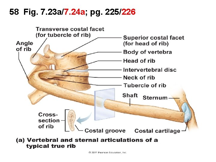 58 Fig. 7. 23 a/7. 24 a; pg. 225/226 