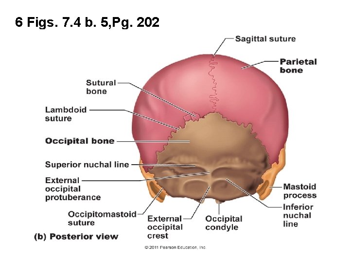 6 Figs. 7. 4 b. 5, Pg. 202 