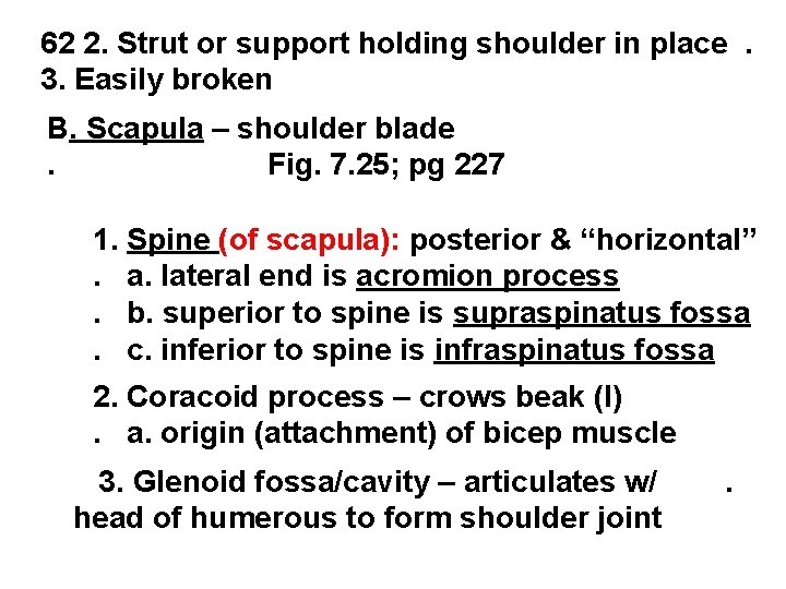 62 2. Strut or support holding shoulder in place. 3. Easily broken B. Scapula