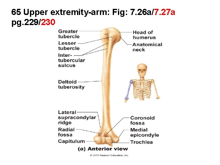 65 Upper extremity-arm: Fig: 7. 26 a/7. 27 a pg. 229/230 