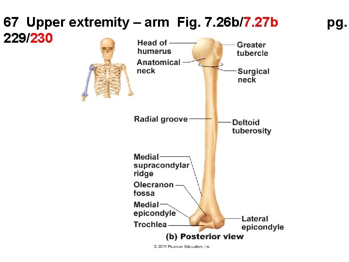 67 Upper extremity – arm Fig. 7. 26 b/7. 27 b 229/230 pg. 