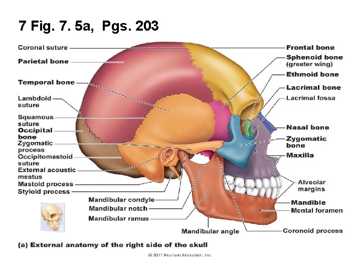 7 Fig. 7. 5 a, Pgs. 203 