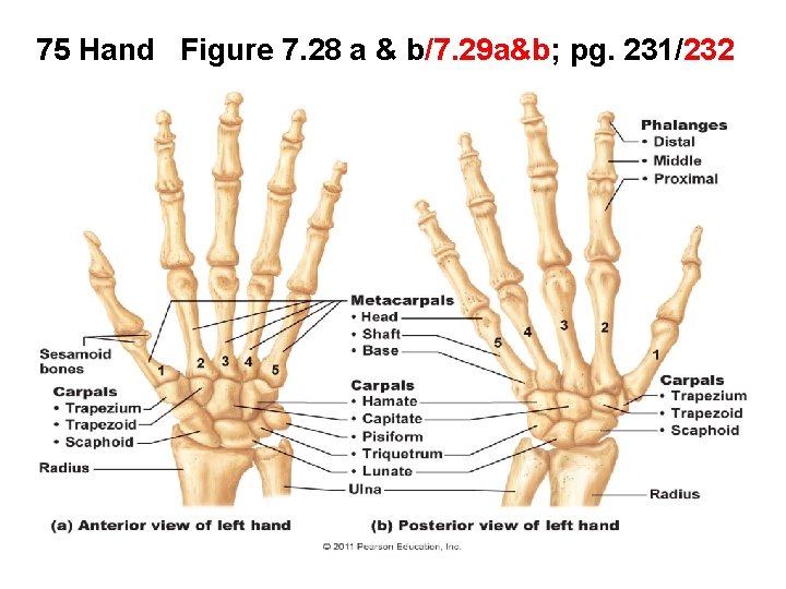 75 Hand Figure 7. 28 a & b/7. 29 a&b; pg. 231/232 