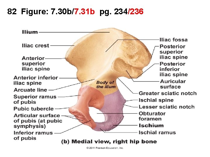 82 Figure: 7. 30 b/7. 31 b pg. 234/236 