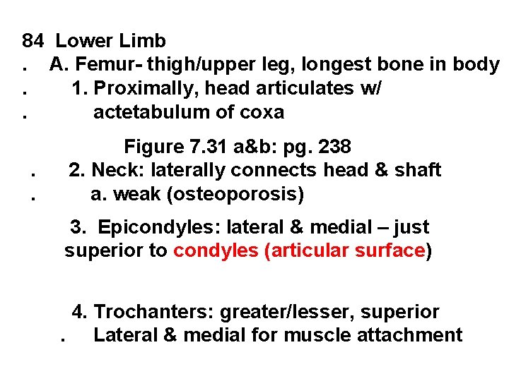 84 Lower Limb. A. Femur- thigh/upper leg, longest bone in body. 1. Proximally, head