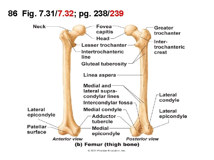 86 Fig. 7. 31/7. 32; pg. 238/239 