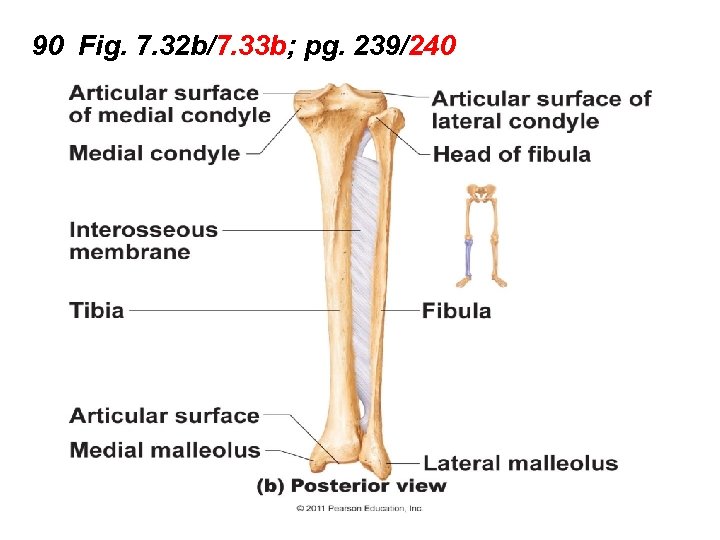 90 Fig. 7. 32 b/7. 33 b; pg. 239/240 