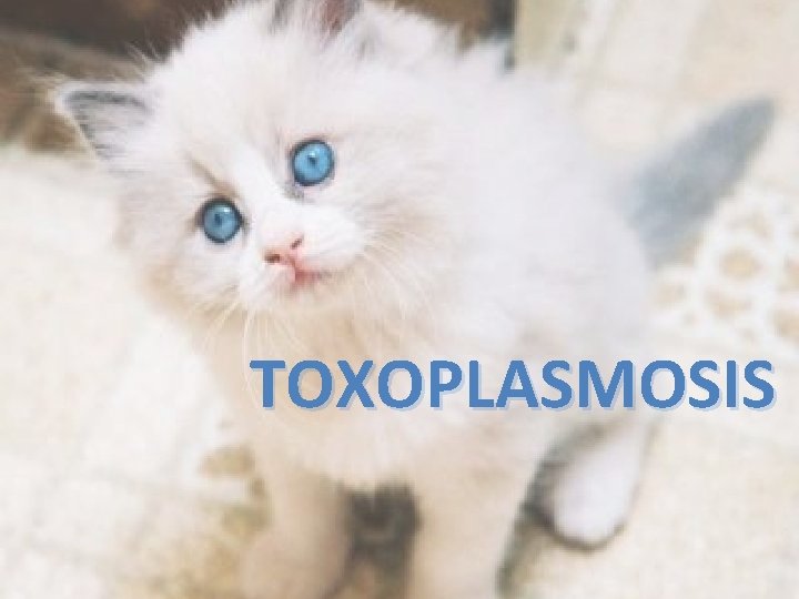 TOXOPLASMOSIS TOXOPLASMOSIS