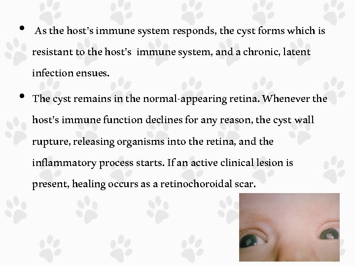  • As the host's immune system responds, the cyst forms which is resistant
