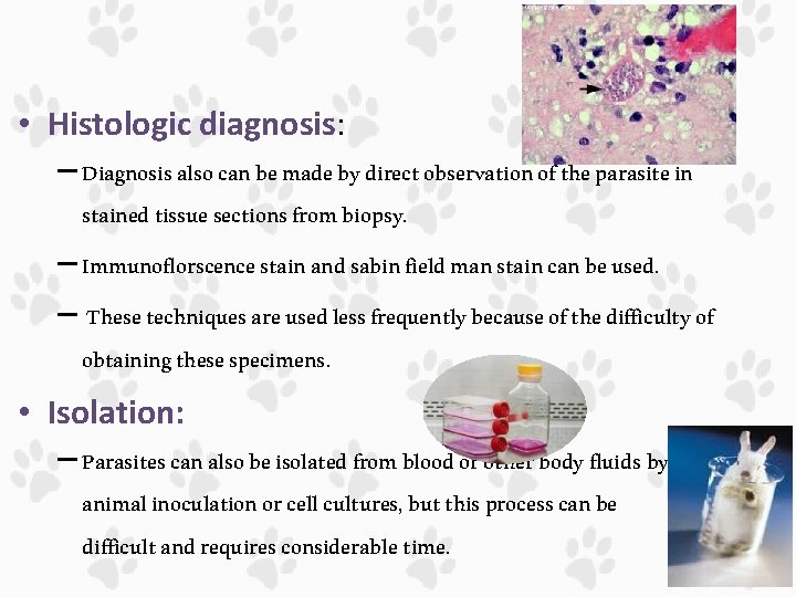  • Histologic diagnosis: – Diagnosis also can be made by direct observation of