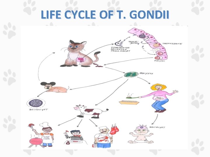 LIFE CYCLE OF T. GONDII 