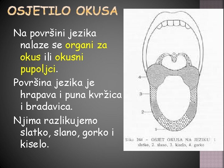 Na površini jezika nalaze se organi za okus ili okusni pupoljci. Površina jezika je